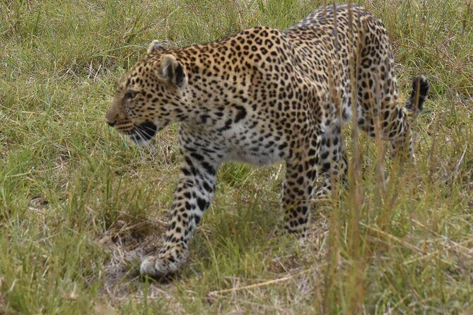 3 Days Gamedrive Safari In Masai Mara From Nairobi - An Honest Look at Your 3-Day Safari Experience