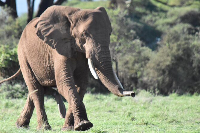 3 Days Gamedrive Safari In Masai Mara From Nairobi - Practical Tips for Future Travelers