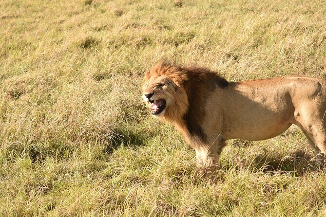 3 Days Gamedrive Safari In Masai Mara From Nairobi - Who Is This Tour Best For?