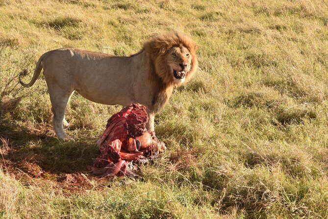 3 Days Gamedrive Safari In Masai Mara From Nairobi - FAQ