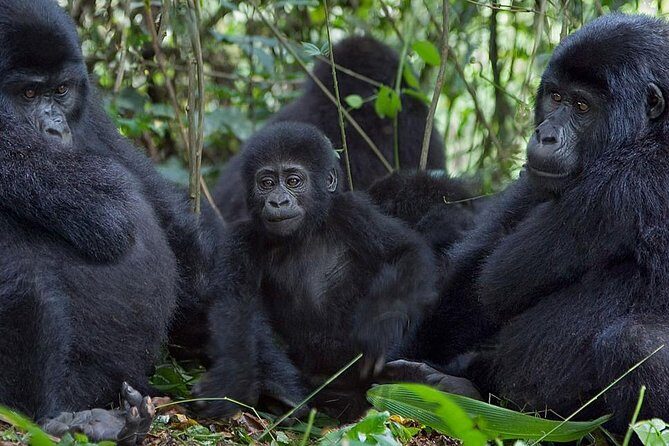 3 Days Gorilla Adventure Safari in Uganda - A Deep Dive into the 3-Day Uganda Gorilla Safari Experience