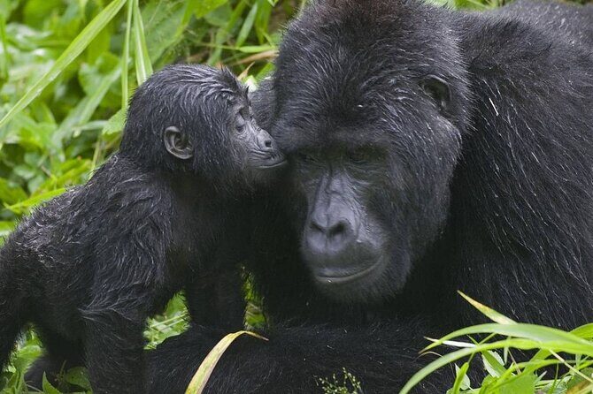 3 Days Gorilla Adventure Safari in Uganda - Final Thoughts: Is This Tour for You?