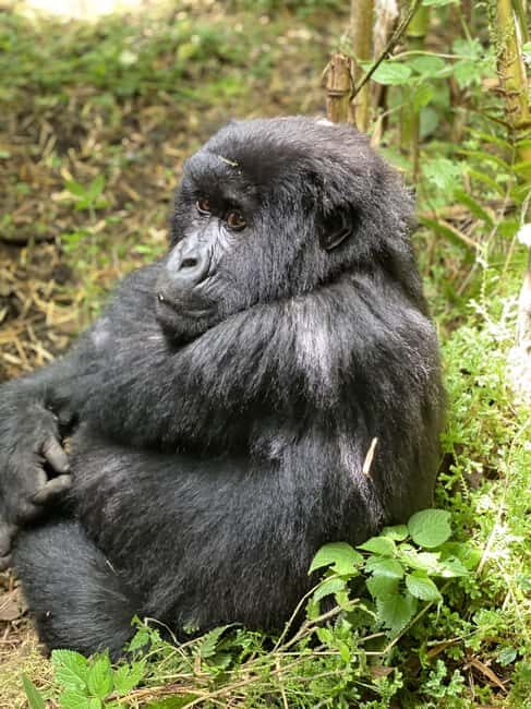 3 Days Gorilla & Golden Monkey Trekking - Key Points