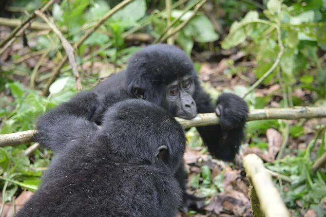 3 days Gorilla tracking Bwindi and Lake Bunyonyi Relaxation - Key Points