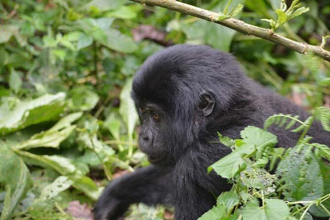 3 days Gorilla tracking Bwindi and Lake Bunyonyi Relaxation - FAQ