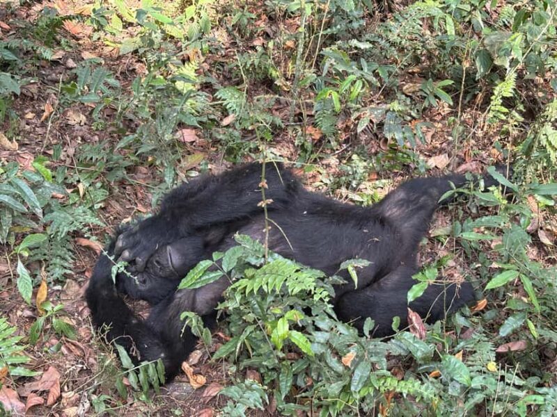 3 days Gorilla tracking in Bwindi Forest in Uganda - The Itinerary Breakdown: What to Expect