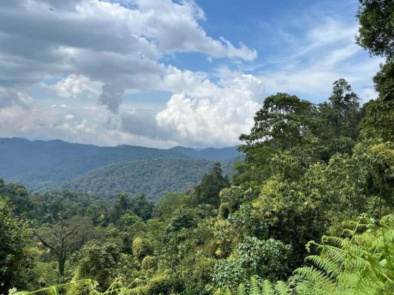 3 days Gorilla tracking in Bwindi Forest in Uganda - What Travelers Say