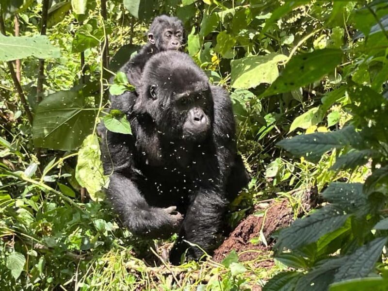 3 days Gorilla tracking in Bwindi Forest in Uganda - Practical Tips for Your Trip