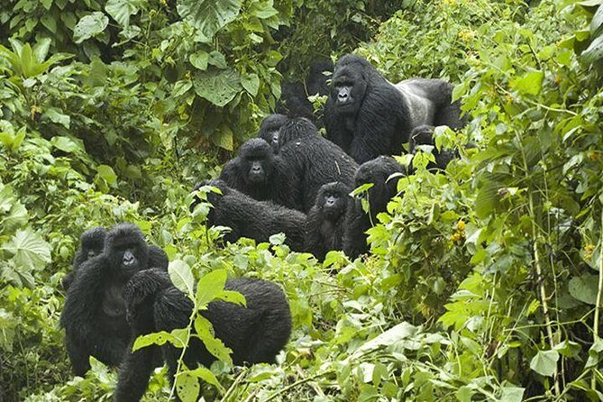 3 days Gorilla Trekking in Bwindi Inpenetrable national Park - Key Points
