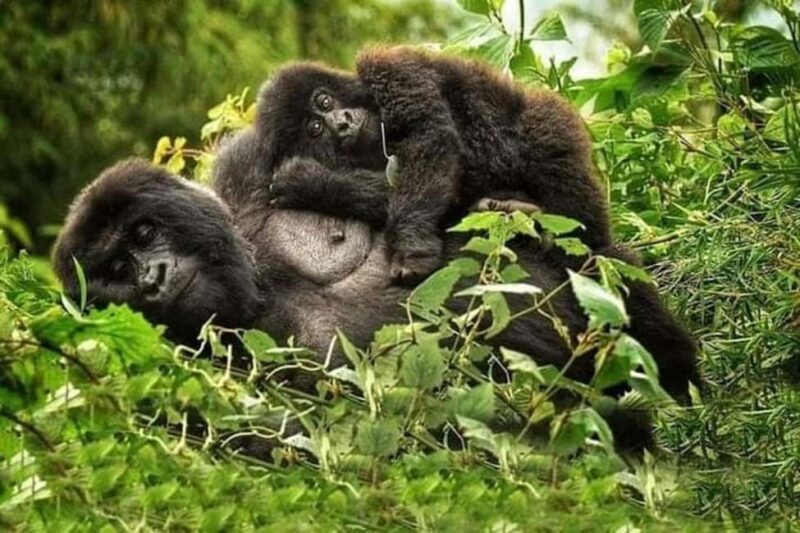 3 Days Gorilla trekking in the volcanoes national park - A Deep Dive into the 3-Day Gorilla Trekking Experience