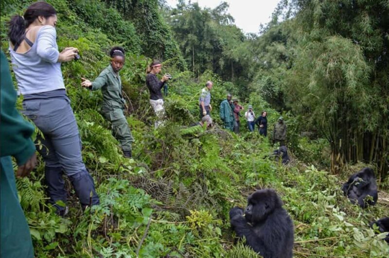 3 Days Gorilla trekking in the volcanoes national park - Who Should Consider This Tour?