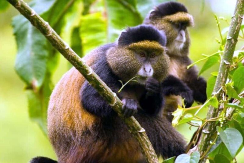 3 Days Gorilla trekking in the volcanoes national park - The Sum Up