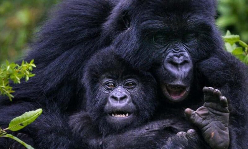 3 Days Gorilla trekking in the volcanoes national park - FAQ