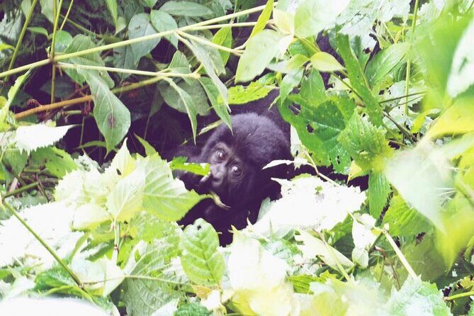3 Days Gorilla Trekking Safari - In-Depth Look at the 3-Day Gorilla Trekking Safari