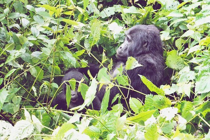 3 Days Gorilla Trekking Safari - Why This Tour Is Worth Considering
