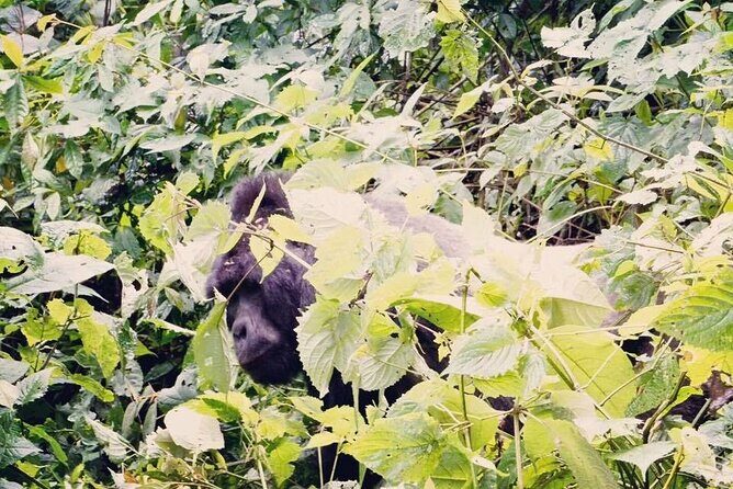 3 Days Gorilla Trekking Safari - Frequently Asked Questions
