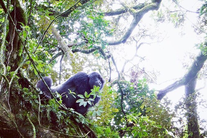 3 Days Gorilla Trekking Safari - Final Thoughts