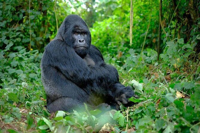 3 Days gorilla trekking Safari tour in Uganda - Day 2: Gorilla Trekking in Bwindi