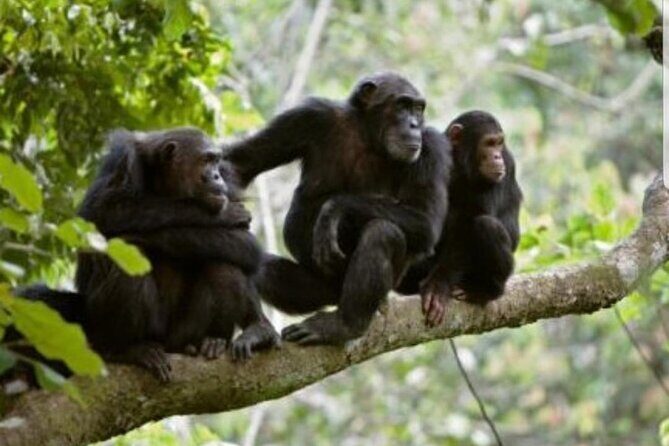 3 Days gorilla trekking Safari tour in Uganda - Authentic Experiences Beyond Gorilla Tracking