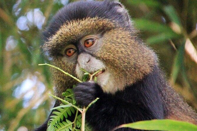 3 Days gorilla trekking Safari tour in Uganda - The Value Proposition