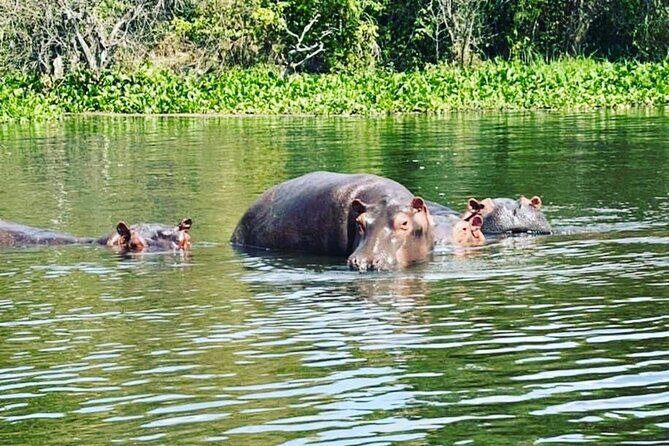 3 Days gorilla trekking Safari tour in Uganda - Who Will Appreciate This Tour?