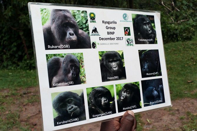 3 Days Gorilla trekking Safari Uganda, Bwindi Impenetrable Forest - Overview of the Tour Experience
