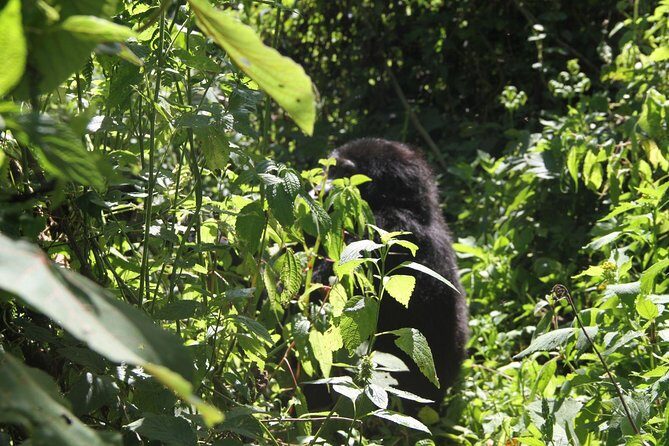 3 Days Gorilla trekking tour - Final Thoughts