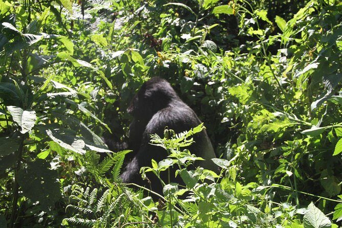 3 Days Gorilla trekking tour - FAQ