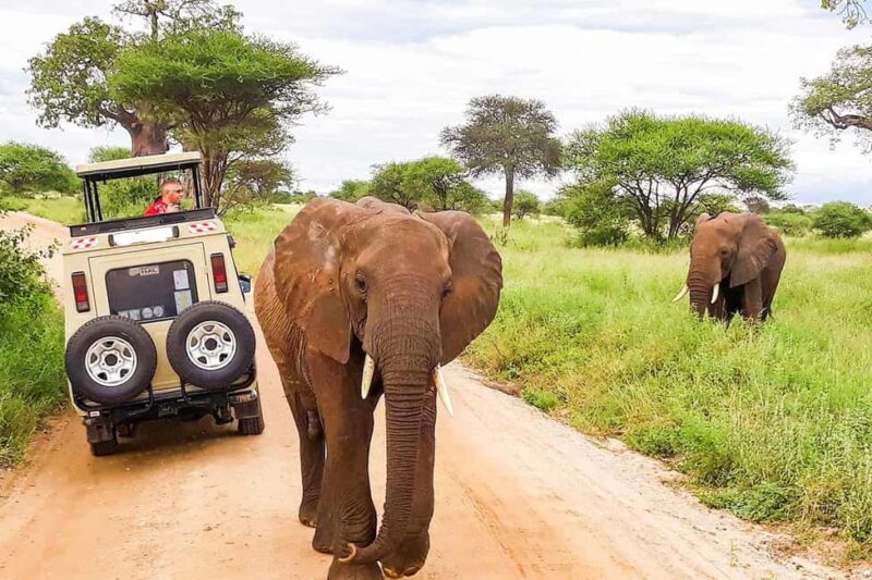 3 Days Group Joining Safari to Maasai Mara Lodge Safari - The Value of Guided Game Drives and Wildlife Viewing