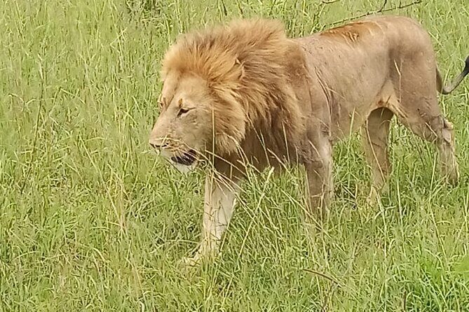 3 days group joining safari to Masai Mara with a Land CruiserJeep - Final Thoughts