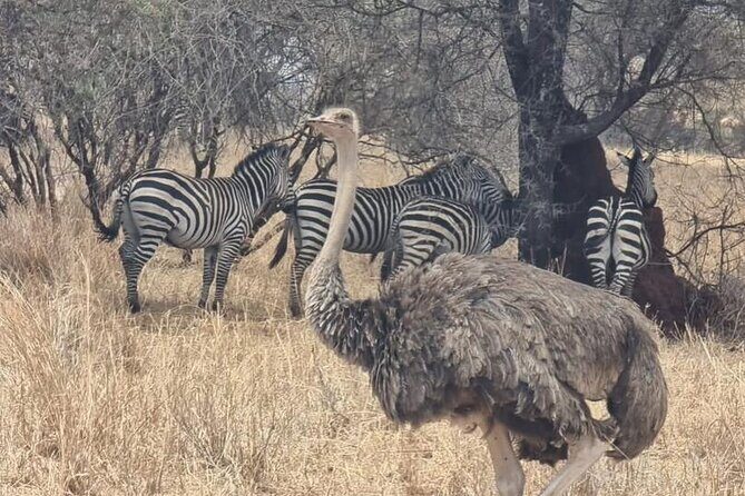 3 Days Group Safari Serengeti & Ngorongoro - The Value and Overall Quality