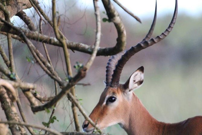 3 Days Group Safari To Queen Elizabeth Park In Uganda. - What You Can Expect on the Tour