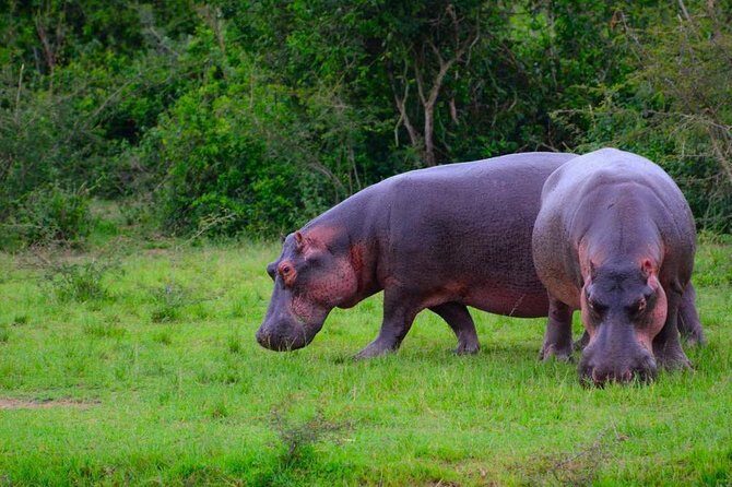 3 Days Group Safari To Queen Elizabeth Park In Uganda. - Flexibility and Customization