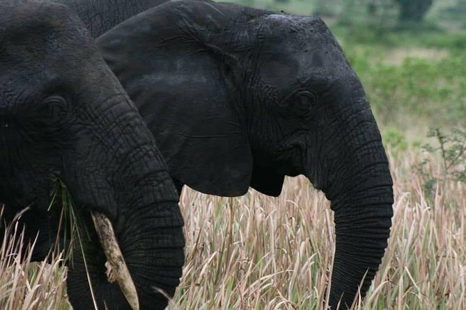 3 Days Group Safari To Queen Elizabeth Park In Uganda. - The Sum Up