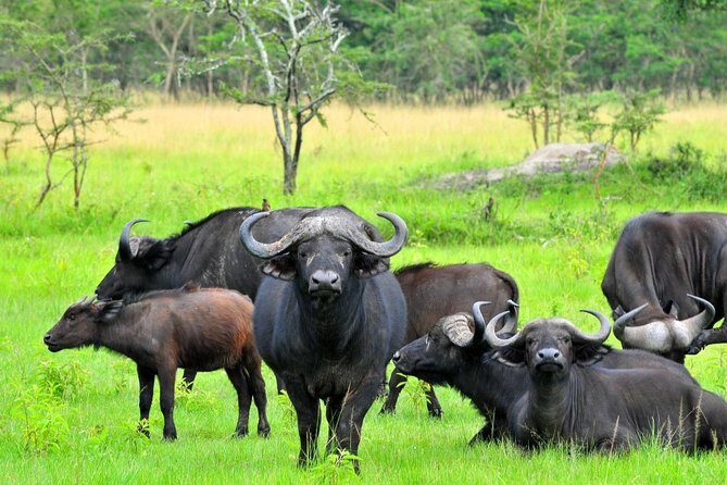 3 Days Group Safari To Queen Elizabeth Park In Uganda. - FAQs