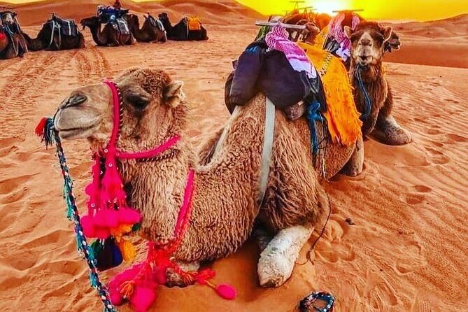 3 Days Group Tour from Marrakech to Merzouga Desert - Key Points