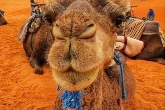 3 Days Group Tour from Marrakech to Merzouga Desert - Potential Considerations