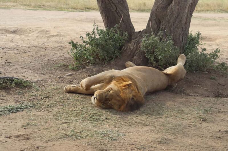 3 Days Group Tour Tarangire, Lake Manyara Ngorongoro Crater - Practical Tips for Future Travelers