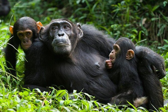 3 Days Kibale National Park Chimpanzee Tracking - Introduction