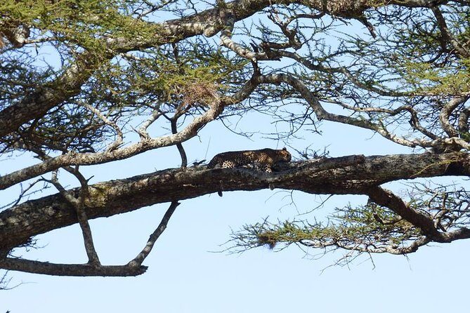 3 Days Lake Manyara, Ngorogoro Crater, Tarangire National Park - What Sets This Tour Apart