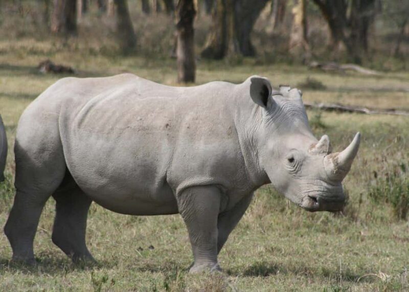 3 Days Lake Nakuru National Park Wildlife Safari - An Honest Look at the 3 Days Lake Nakuru National Park Wildlife Safari