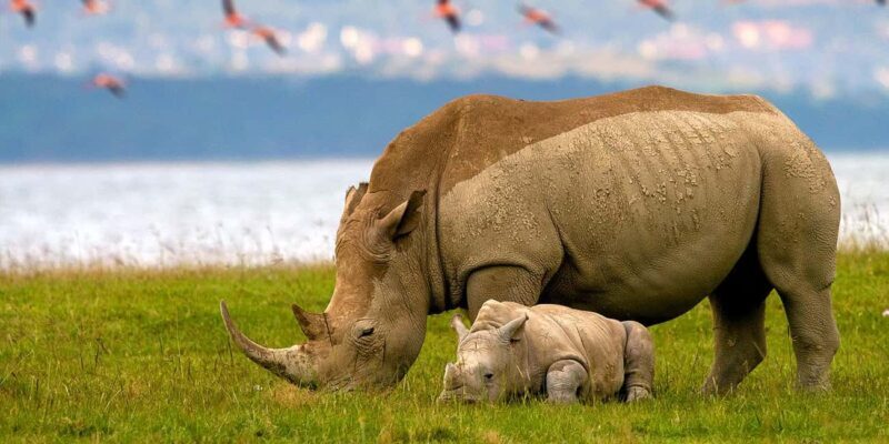 3 Days Lake Nakuru National Park Wildlife Safari - Key Points