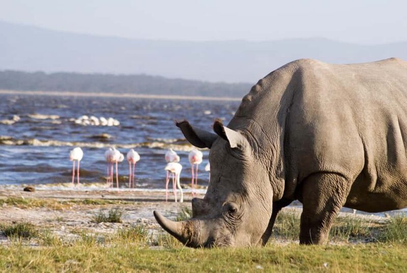 3 Days Lake Nakuru National Park Wildlife Safari - The Practical Side: What’s Included and What’s Not