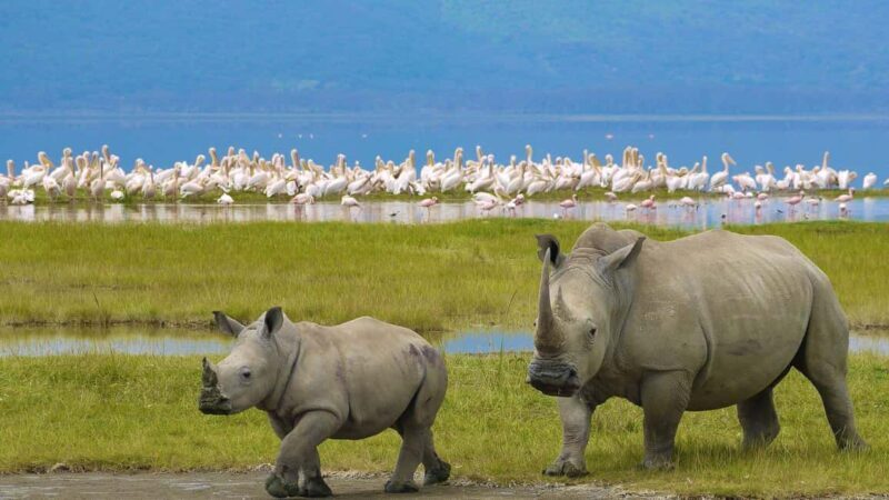 3 Days Lakes of Kenya for Photography &Bird Watching Safari - Who Should Consider This Tour?