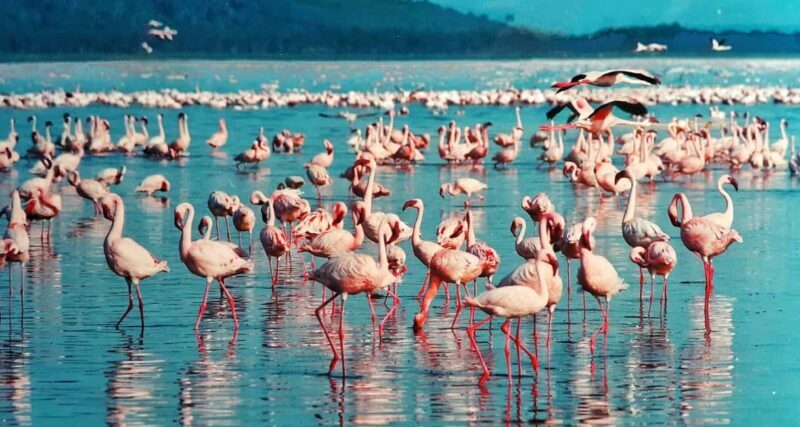 3 Days Lakes of Kenya for Photography &Bird Watching Safari - The Sum Up