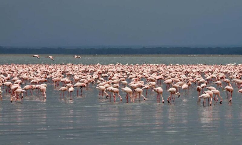 3 Days Lakes of Kenya for Photography &Bird Watching Safari - FAQ