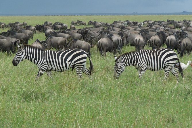 3 Days Lodge Safari - A Practical Overview of the Tour
