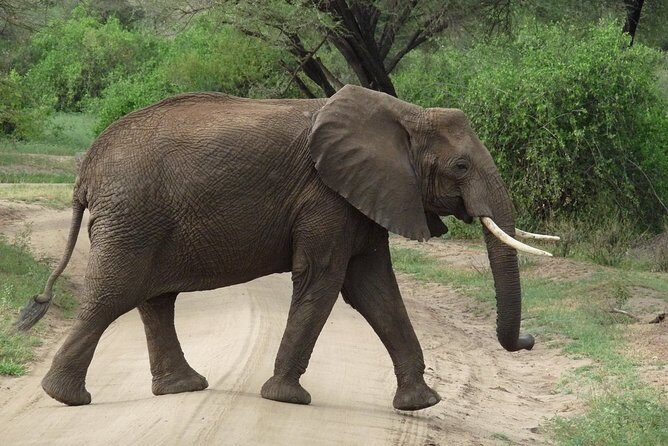 3 Days Lodge Safari - The Sum Up: Who Is This Safari For?