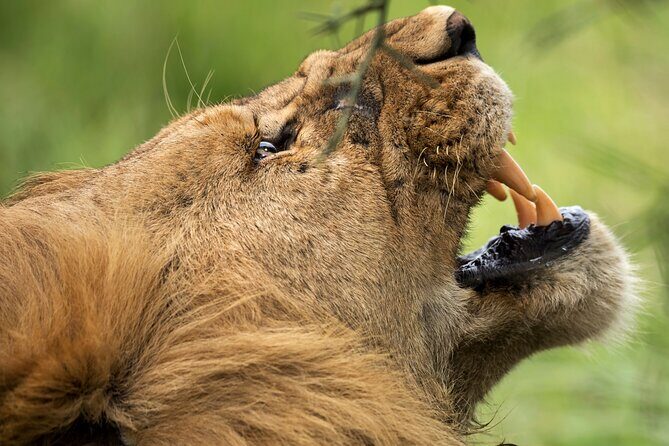 3 Days Luxury Lodge Safari in Tanzania - Introduction: a Taste of Tanzania’s Wildlife and Culture