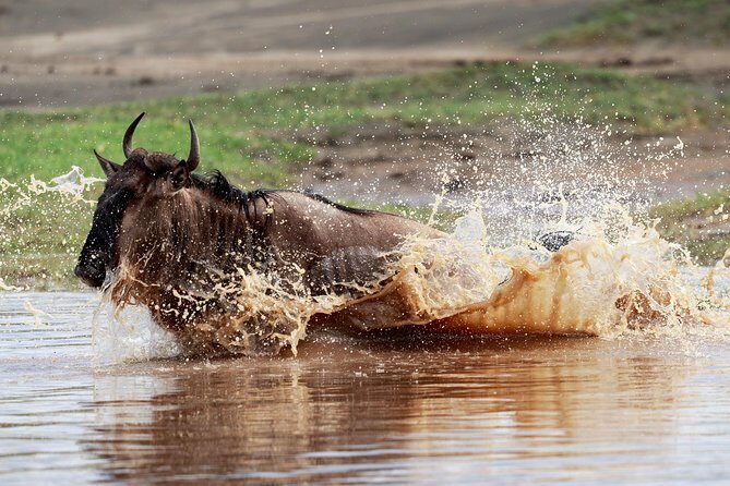 3 Days Luxury Lodge Safari in Tanzania - Transport, Accommodations, and Comfort